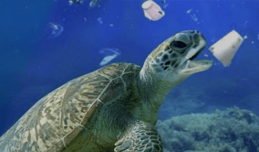 We Clean the Oceans